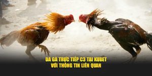 Đá gà trực tiếp C3