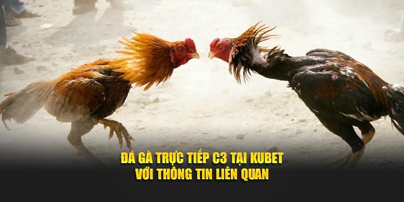 Đá gà trực tiếp C3